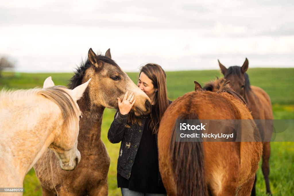 Caring young female farmer kissing her horses in a farm pasture Young female farmer kissing a horse while tending to her herd outside  in a pasture on a farm in the morning Foal - Young Animal Stock Photo