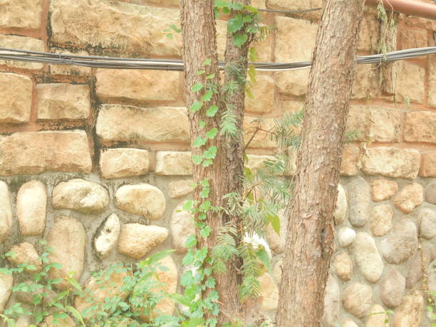 A tree in front of the wall. Vines are growing.