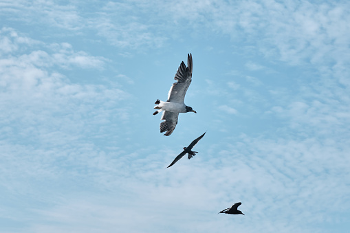 Flying Seagull bird,  Pisco Paracas, Ballestas Islands