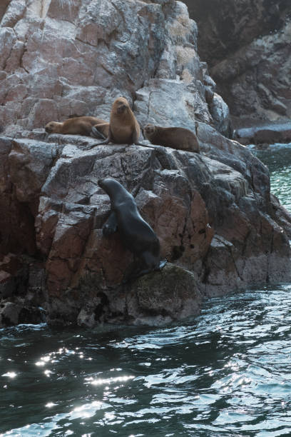 istock Seal and sea lions 1346890600