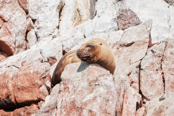 istock Sea lion, Pisco Paracas, Crossbow Islands 1346890603