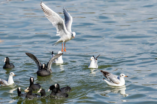 Water birds. Gulls and Eurasian coots (Fulica atra)