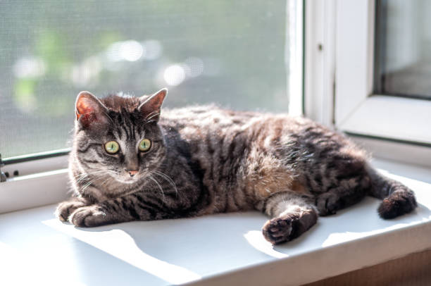 istock Cat near the open indow 1346895257