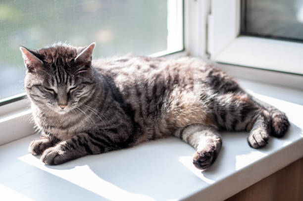 istock Cat near the open indow 1346895258