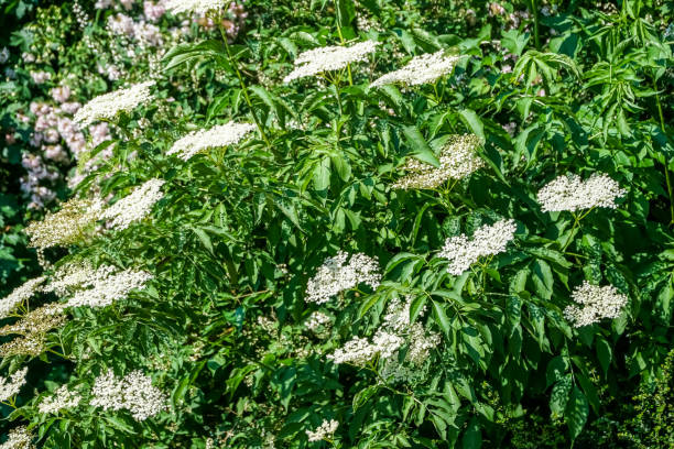 istock Flowering garden plants in summer. 1346895360