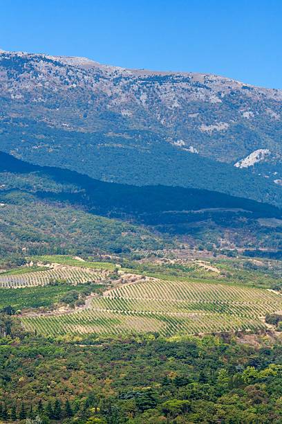 istock Vineyards on slopes of mountain 134689584