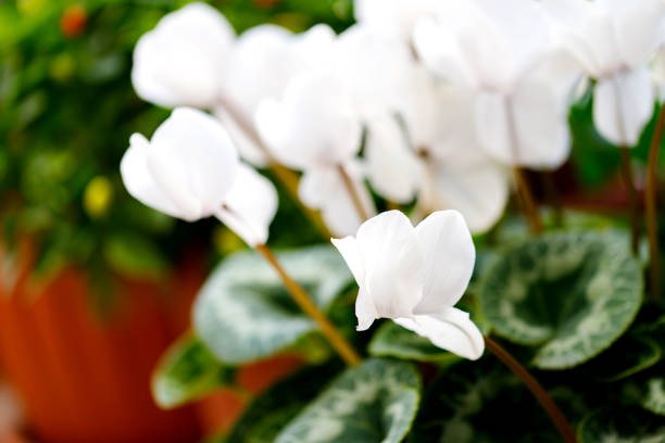 Beautiful white cyclamen in a pot on a balcony