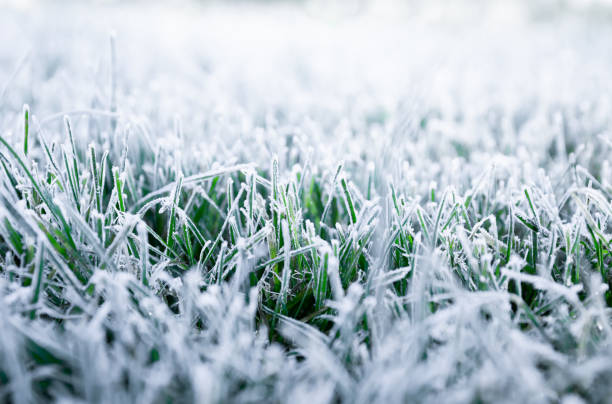 Morning dew froze on a green grass. First frost. Preparing the lawn for wintering. Close-up. Copy space. Banner. Late autumn. Conceptual background of weather forecast. Nature detail. Winter season. el rocío de la mañana se congeló en una hierba verde. primera helada. preparación del césped para la invernación. primer plano. espacio de copia. estandarte. finales de otoño. antecedentes conceptuales de la previsión meteorológica. detalle de la