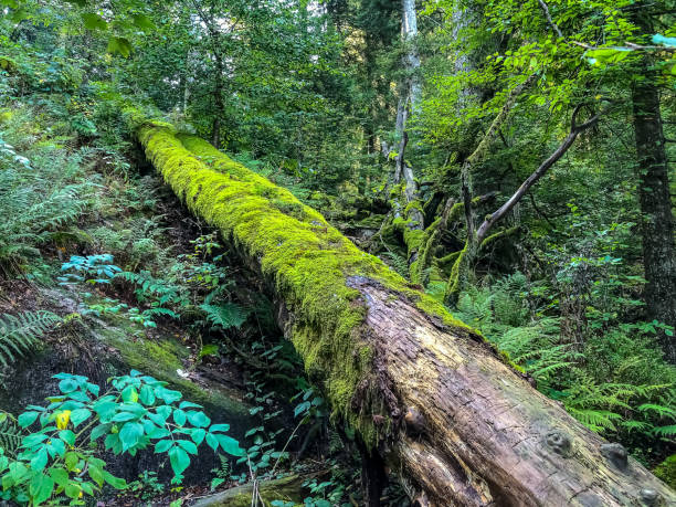 istock An old fallen tree with moss overgrown in the Black Forest. 1346897180
