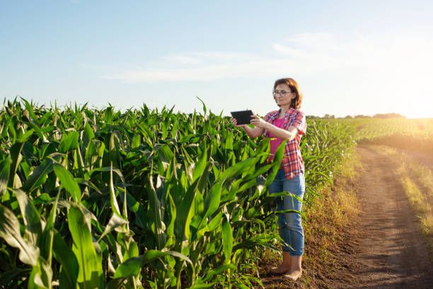 la lavoratrice agricola caucasica di mezza età usa il tablet pc nel campo di mais in ucraina - ipad farmer agronomy pc foto e immagini stock