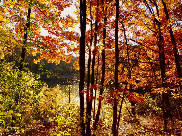 Sunlit Autumn Trees stock photo