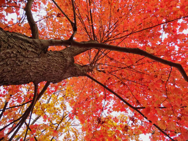 Red Maple Tree Foliage stock photo