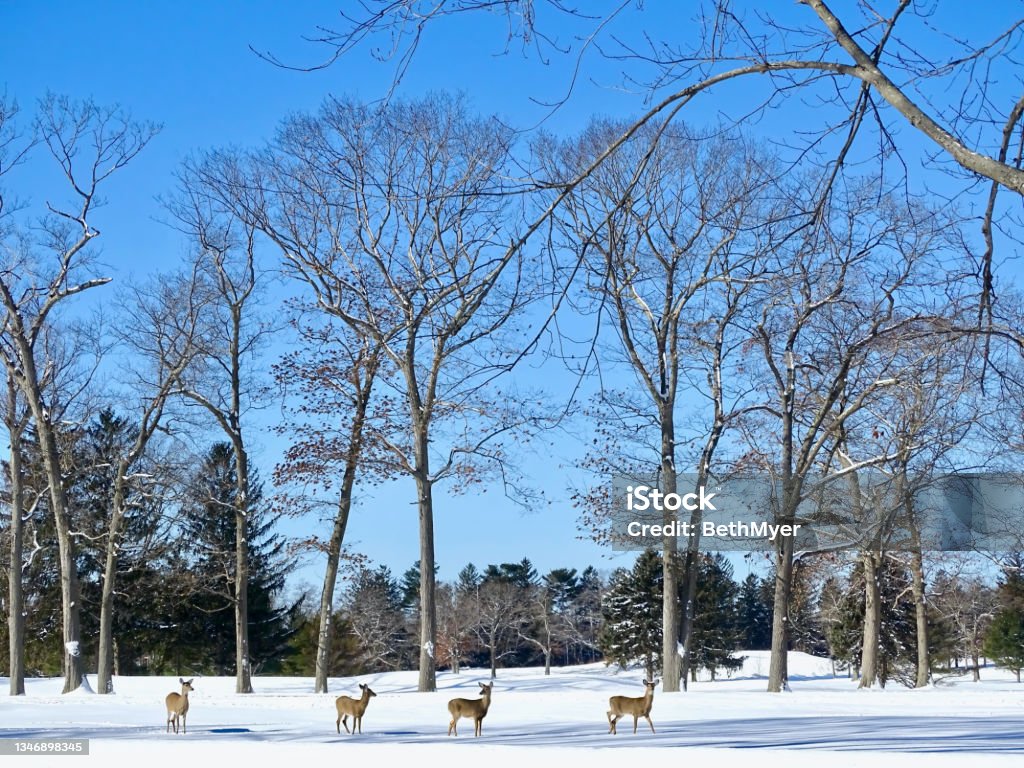 Winter Deer Four deer out for a winter walk post storm in a tree lined snowy landscape. Animal Wildlife Stock Photo