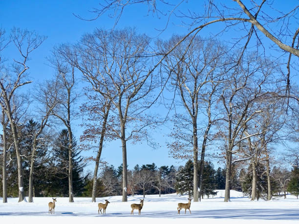 Winter Deer stock photo