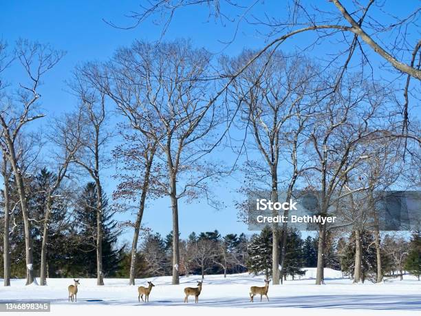 Winter Deer Stock Photo - Download Image Now - Animal Wildlife, Animals In The Wild, Beauty In Nature