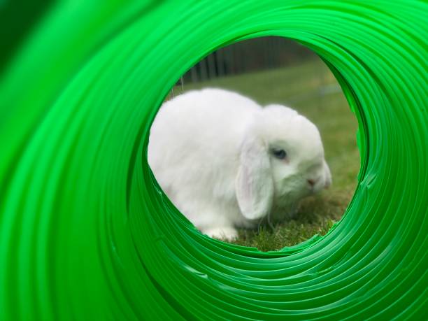 istock White rabbit garden tunnel 007 1346899691