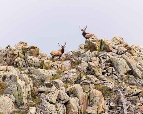 Two bull elk survey their home from atop a Wyoming mountain.