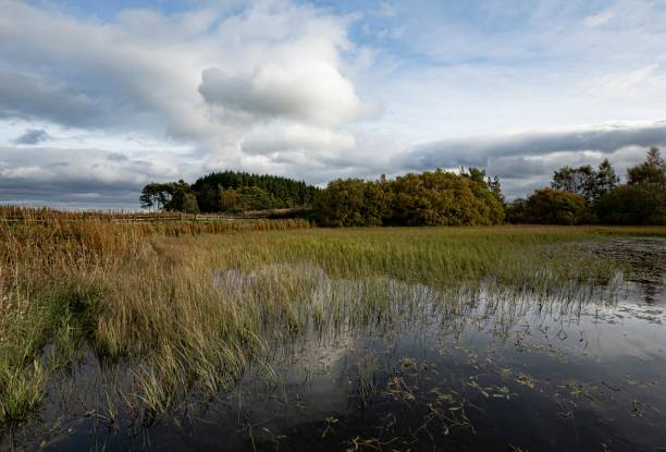 istock Sunset, Reeds & Autumn Pond. 1346899950