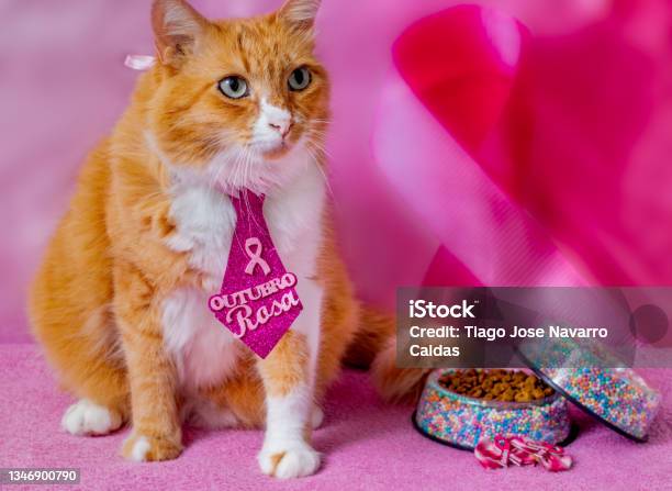 A Yellow Cat With A Tie That Says Pink October In Portuguese Pink October Is A Public Campaign In Favor Of Breast Cancer Prevention In Brazil Stock Photo - Download Image Now