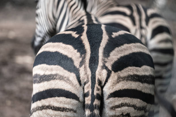 istock Bottom and tail part of a fatty zebra horse. 1346900871