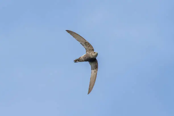 A Pacific Swift (Apus pacificus) in flight from below