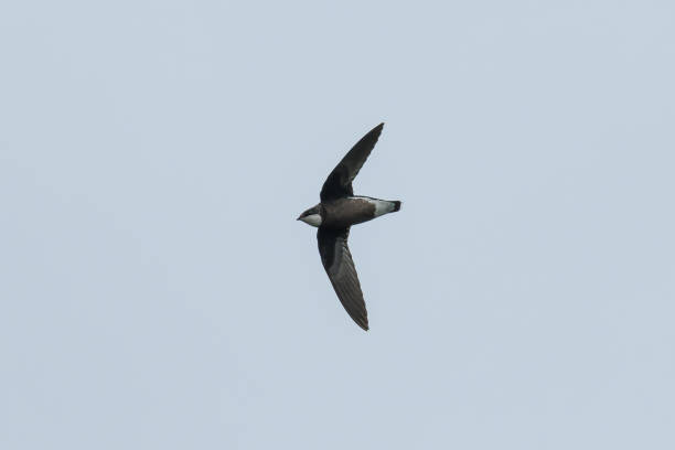 White-throated Needletail A Himalayan White-throated Needletail (Hirundapus caudacutus nupides) in flight swift bird stock pictures, royalty-free photos & images
