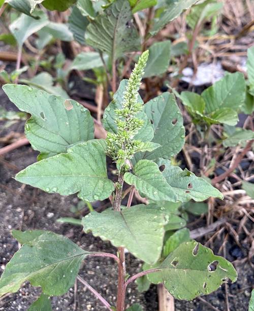 istock spinach plant in nature garden 1346902305