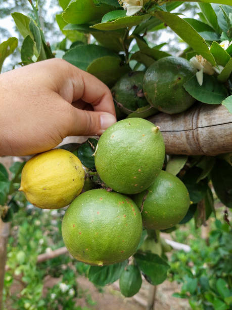istock yellow lemon and green lemons 1346904134