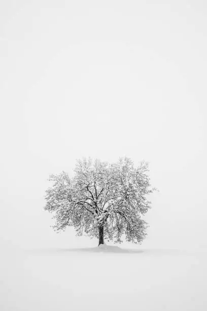 Lone tree in snowing. Winter black and white landscape. Simplicity and minimalism in nature