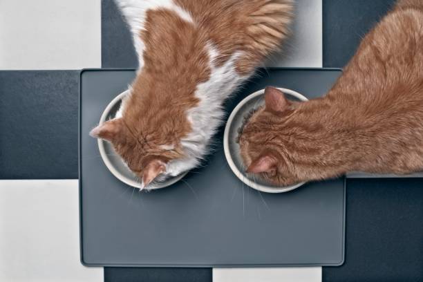 istock Two cats eating food, seen directly from above. 1346905456