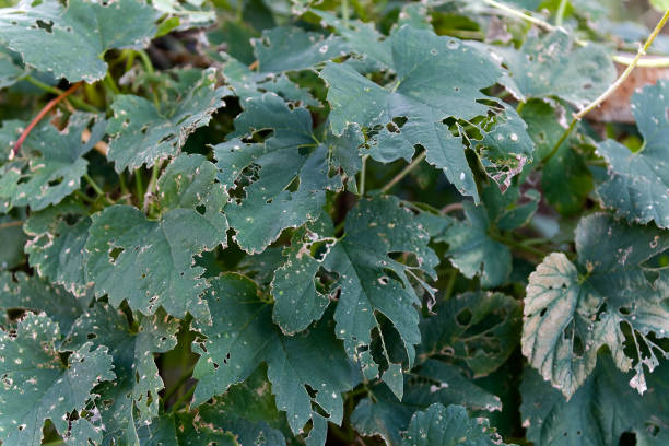 istock Green shrub with holes 1346905958