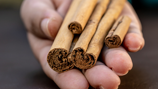 Cinnamon sticks, isolated on dark brown background. Hand Holds cinnamon sticks,