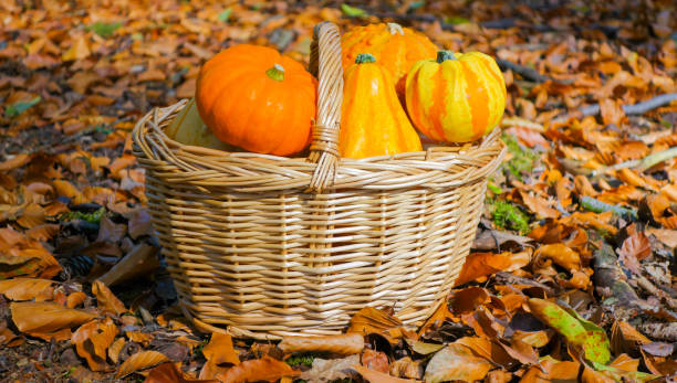 istock Many Pumpkins in a Basket 1346909007