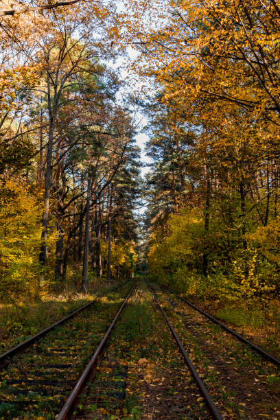 istock Autumn shades in the forest 1346909075