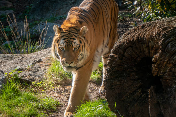 istock Tiger, walking towards the camera 1346909903