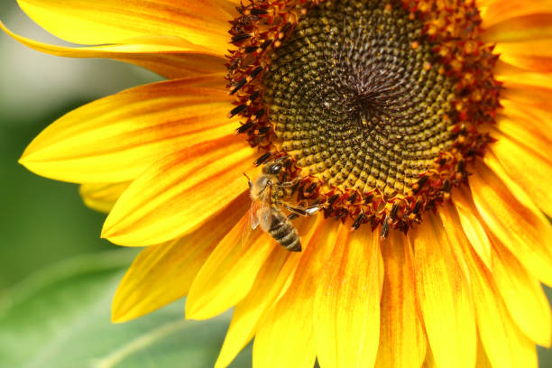 istock Bee on a colorful sunflower 1346909955
