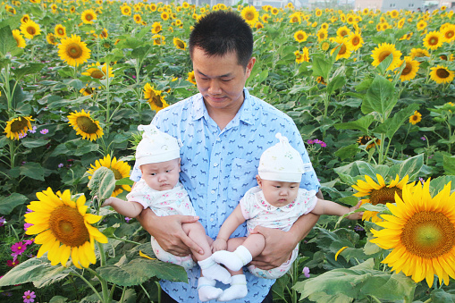 a Asian father holding his twin girls in a plantation of sunflowers. background for father's day