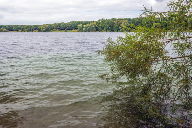 Willow branches in the foreground of a Dutch lake. The color of the water gradually changes from green to blue from the shore.