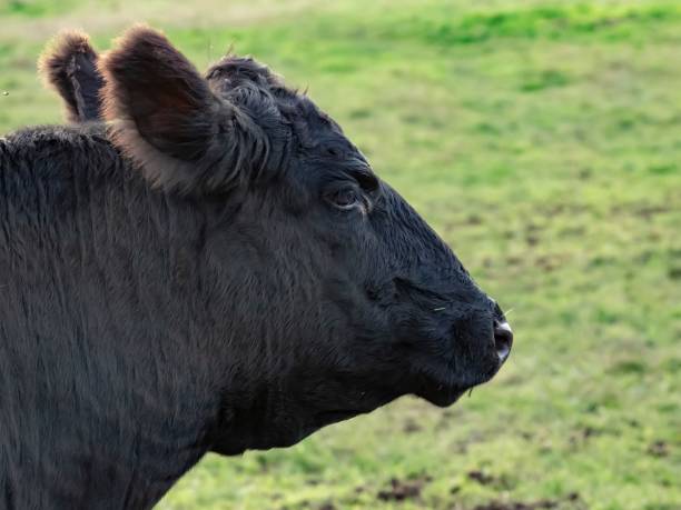 istock Black Angus Calf Close-Up. 1346914069
