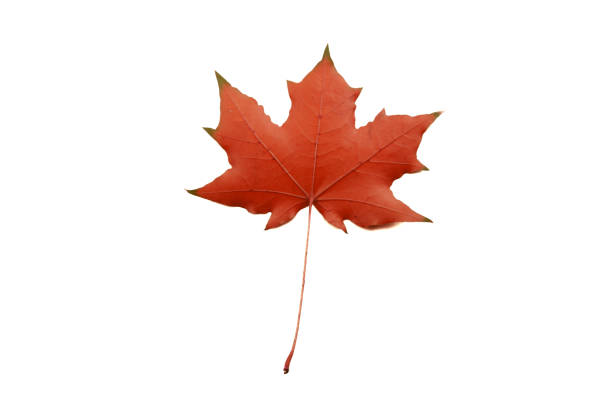 istock red maple autumn leaf b isolated on a white background 1346914936