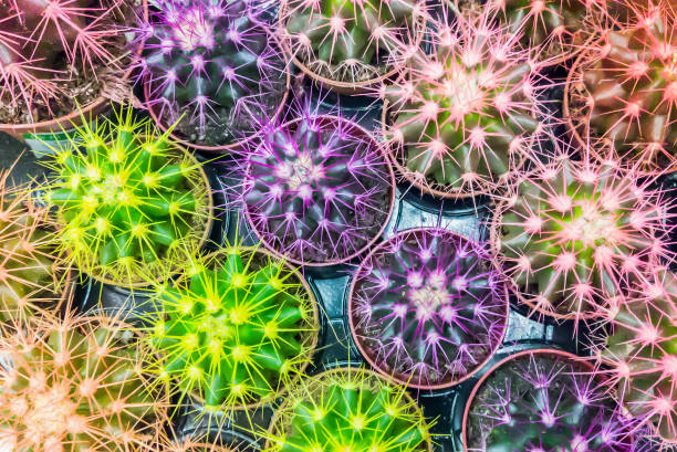 istock Many multi-colored round cacti grow in pots, top view. Cacti in the nursery. Selective focus 1346914961