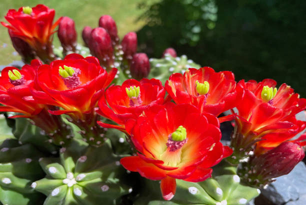 цветущий безжалостный кактус echinocereus triglochidatus inermis - соединенные штаты америки - stingless стоковые фото и изображения