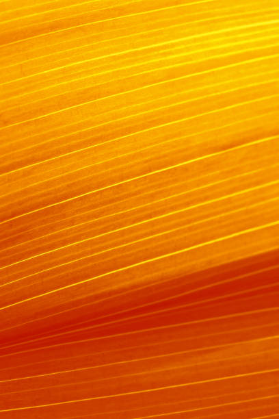 hoja de otoño naranja rayas fondo de otoño abstracto ombre rojo oro amarillo foliado acción de gracias patrón de vacaciones grunge gradiente textura frondosa calabaza ámbar color suave enfoque selectivo macro fotografía fotograma completo - leaf autumn macro leaf vein fotografías e imágenes de stock