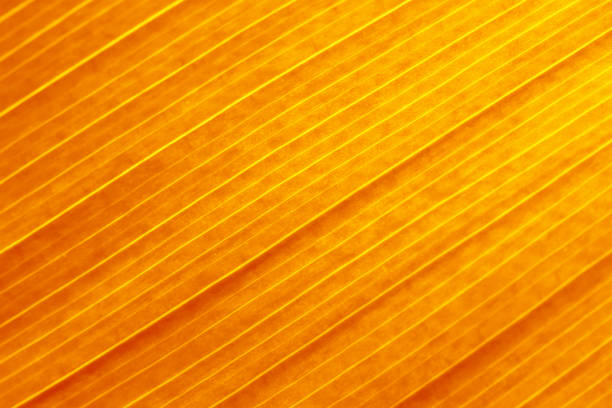 Fall Leaf Orange Striped Autumn Background Abstract Ombre Yellow Red Gold Foliate Pattern Grunge Gradient Leafy Thanksgiving Holiday Texture Pumpkin Amber Color Soft Focus Macro Photography Full Frame Design template for presentation, flyer, card, poster, brochure, banner