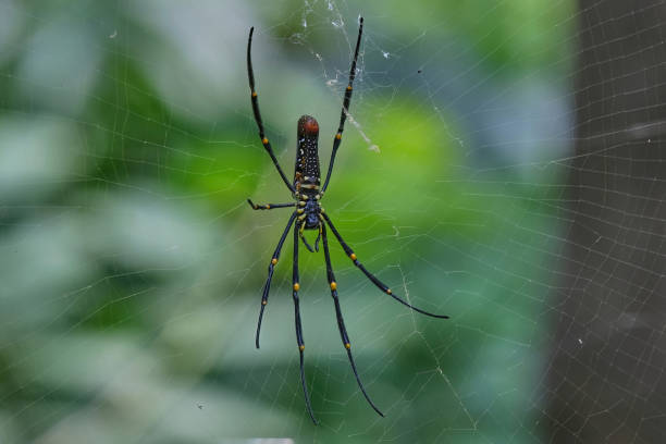 istock Giant wood spider 1346916638
