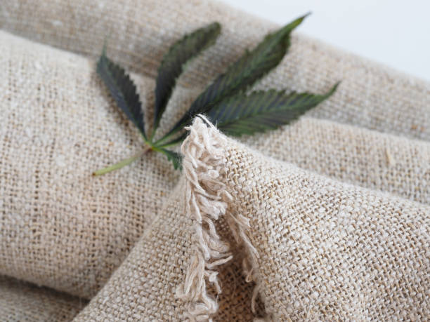 Fabric made from hemp . Cannabis fiber and leaf stock photo