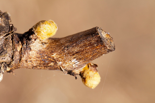 Springtime grape  small buds in vineyard. Branch after being pruned. Beautiful wine making and touristic location area in  Galicia, Spain. Copy space available