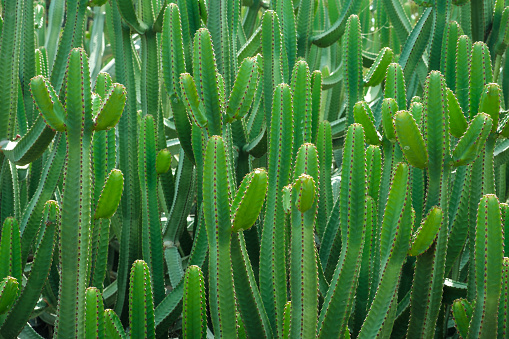 Heart-shaped Cactus in the wilderness