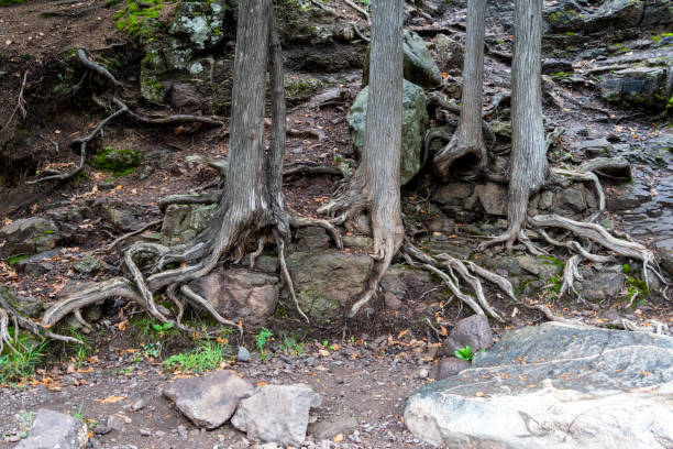 Large tree roots exposed on the ground, taken at Gooseberry Falls State Park Large tree roots exposed on the ground, taken at Gooseberry Falls State Park north shore stock pictures, royalty-free photos & images