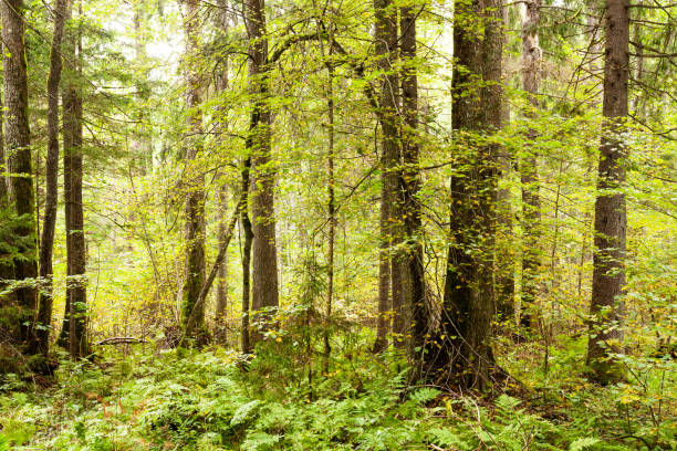 istock Lush, early autumn boreal forest in Estonia 1346923247